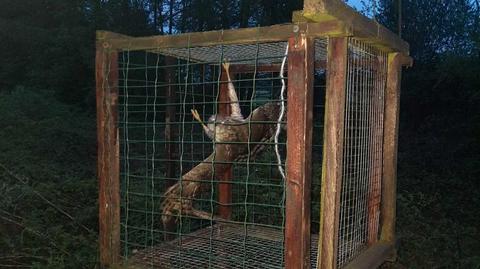 Jastrząb wpadł w zastawioną pułapkę na Śląsku