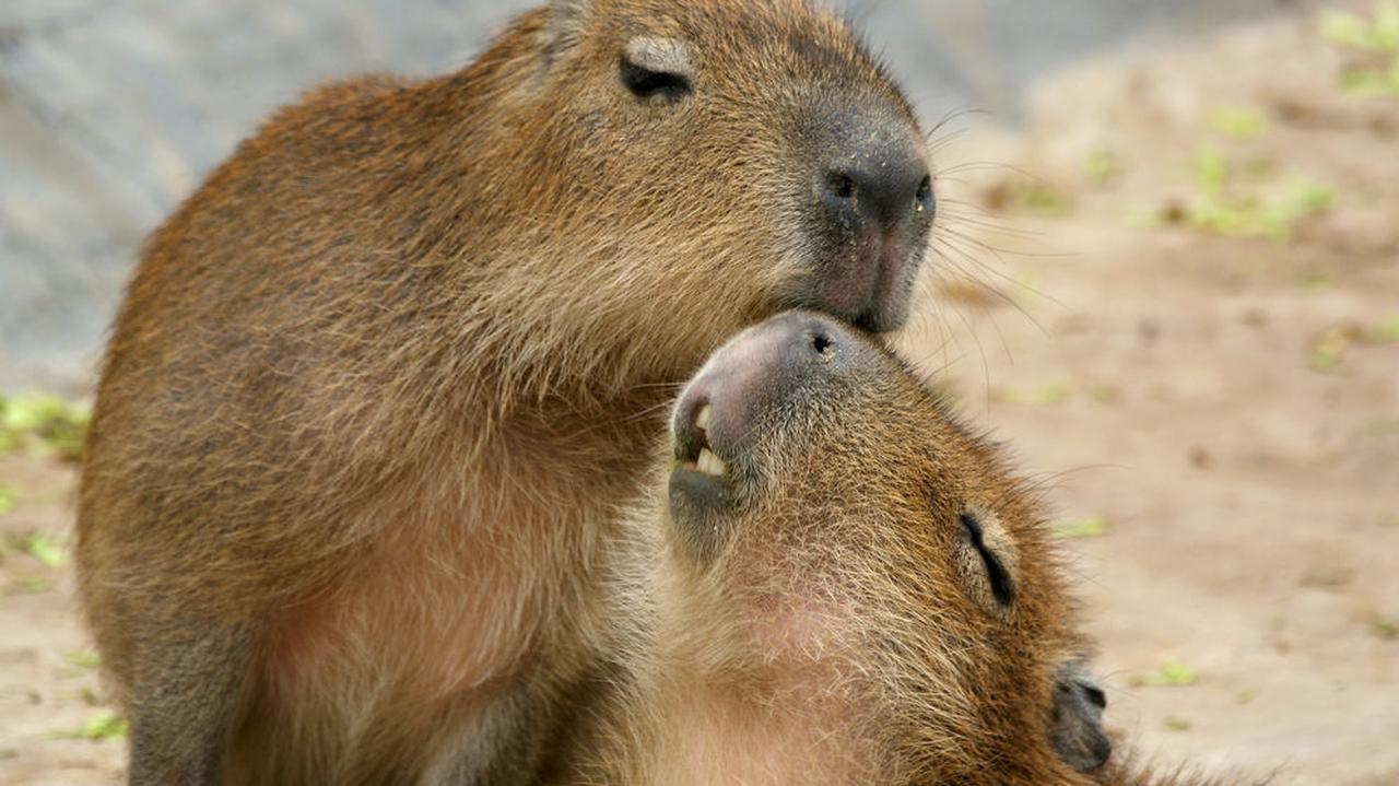 Antykoncepcja dla kapibar. Chcą ograniczyć liczbę gryzoni, są kontrowersje