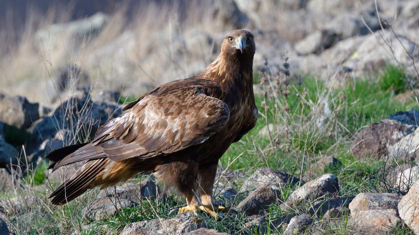 Sęp płowy, rzadko spotkany ptak w Polsce, krążył nad Babiogórskim Parkiem Narodowym