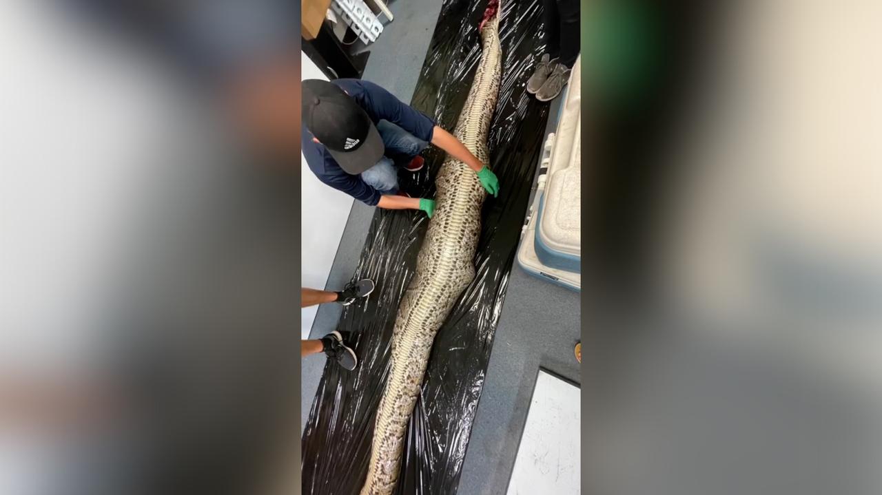 Estados Unidos, Florida.  La serpiente se tragó un cocodrilo de 1,5 metros.  Los científicos mostraron una grabación de la autopsia.