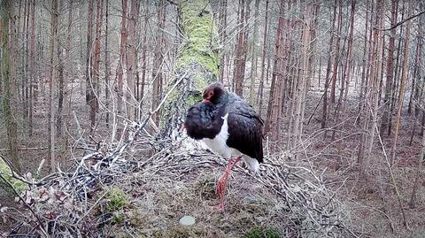 Kilkadziesiąt bocianów żerowało na Warmii i Mazurach	