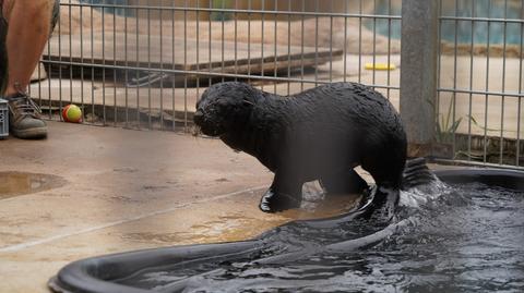 Alfie, kotik z wrocławskiego zoo, daje głos