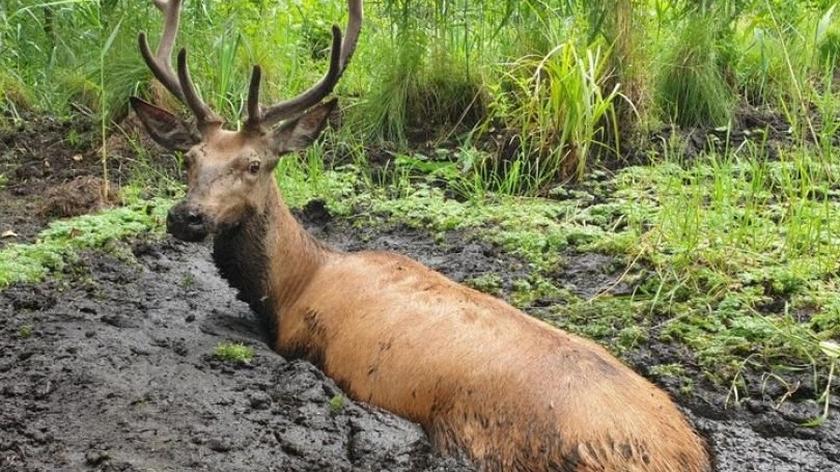 Leśnicy uratowali jelenia, który ugrzązł w błocie