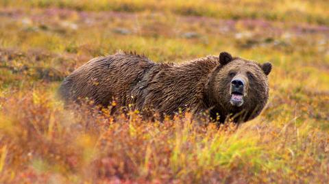 Do ataku niedźwiedzia grizli doszło w Shoshone National Forest