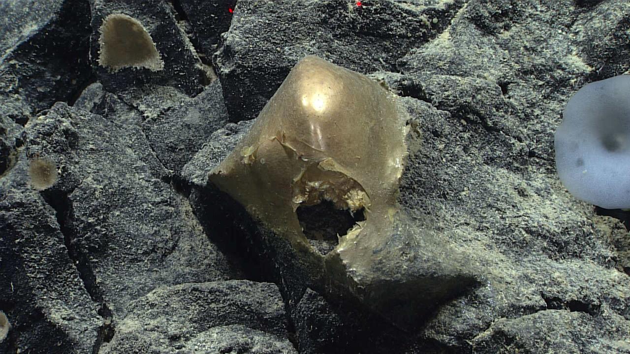 A golden egg from the ocean floor off the coast of Alaska.  It is still not clear what exactly