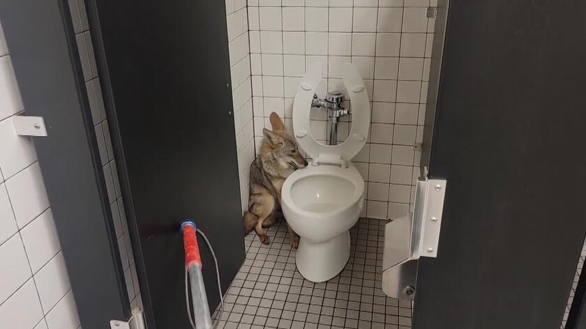 Kojot w łazience