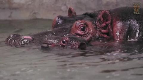 Nowonarodzony hipopotam w zoo w Dallas