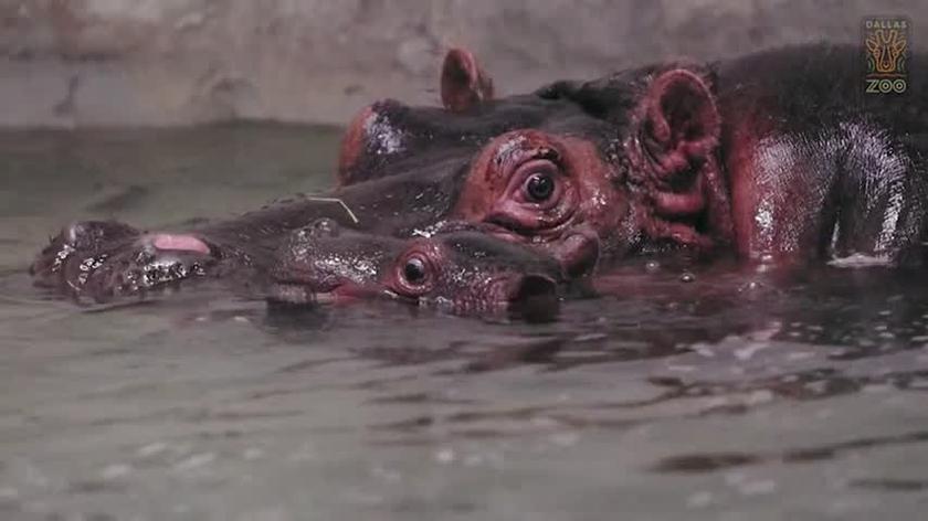 Nowonarodzony hipopotam w zoo w Dallas