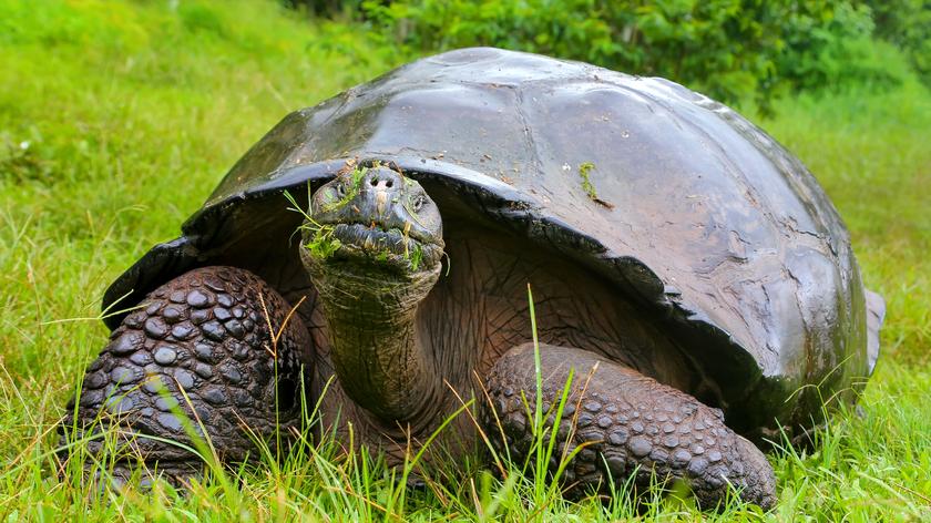 Żółwie ukradziono z wyspy Isabela w archipelagu Galapagos