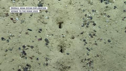 Dziury znalezione na dnie Oceanu Atlantyckiego