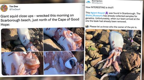 Ciało kałamarnicy olbrzymiej znalezione na plaży w Kommetjie