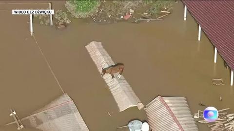 Koń na dachu zalanego domu. Nagranie z 8 maja