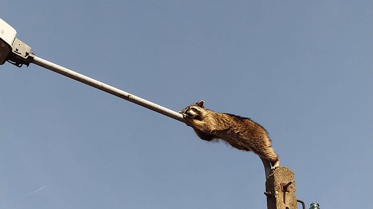 Szop zasnął na latarni. Zdjęli go strażacy, wszedł drugi raz