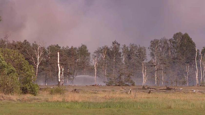 Rzecznik katowickiej RDLP o sytuacji związanej z pożarem w okolicach Miasteczka Śląskiego