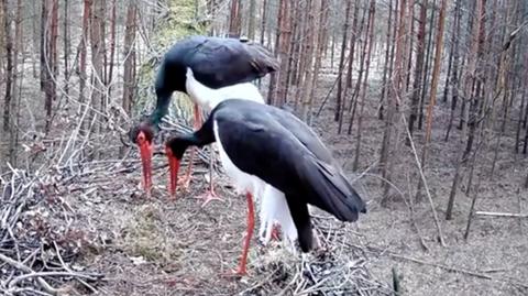 Kilkadziesiąt bocianów żerowało na Warmii i Mazurach	