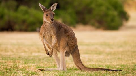 Kangur śmiertelnie zaatakował mężczyznę w Redmond w Australii