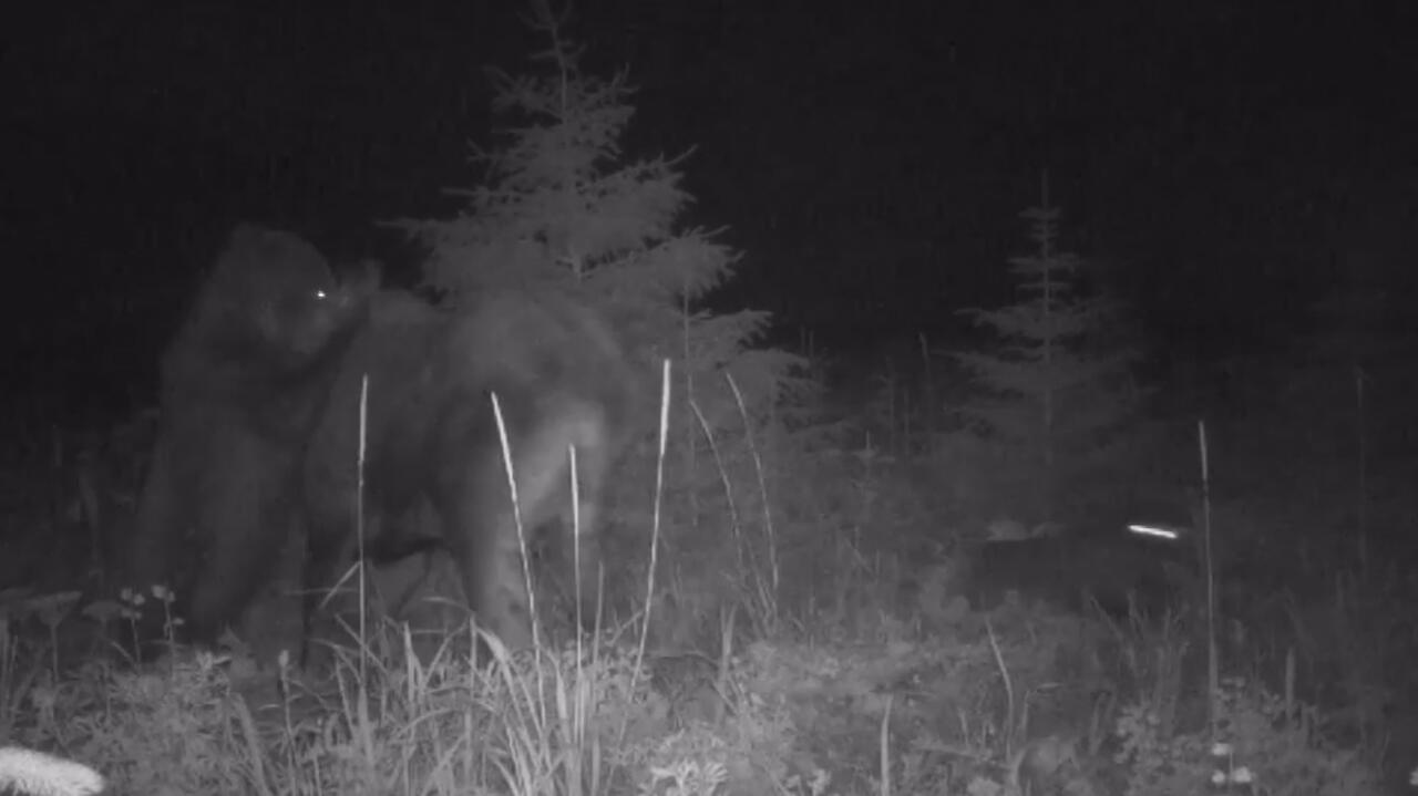 Alaska.  El lobo y el oso lo atacaron al mismo tiempo.  La madre intentó defender al cachorro. [Wideo]