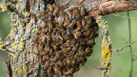 Dlaczego pszczoły są nam potrzebne