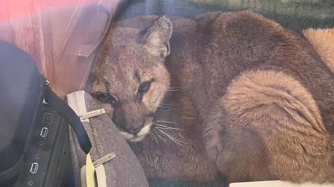 Puma wdarła się do szkoły w Kalifornii