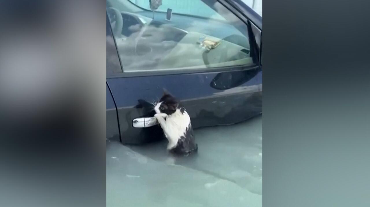 Kot trzymał się klamki auta. Nagranie z zalanego Dubaju