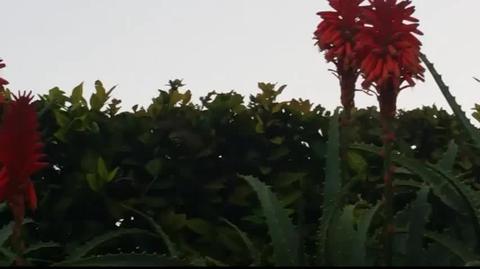 Koliber (Hummingbird) dla ukojenia nerwow
