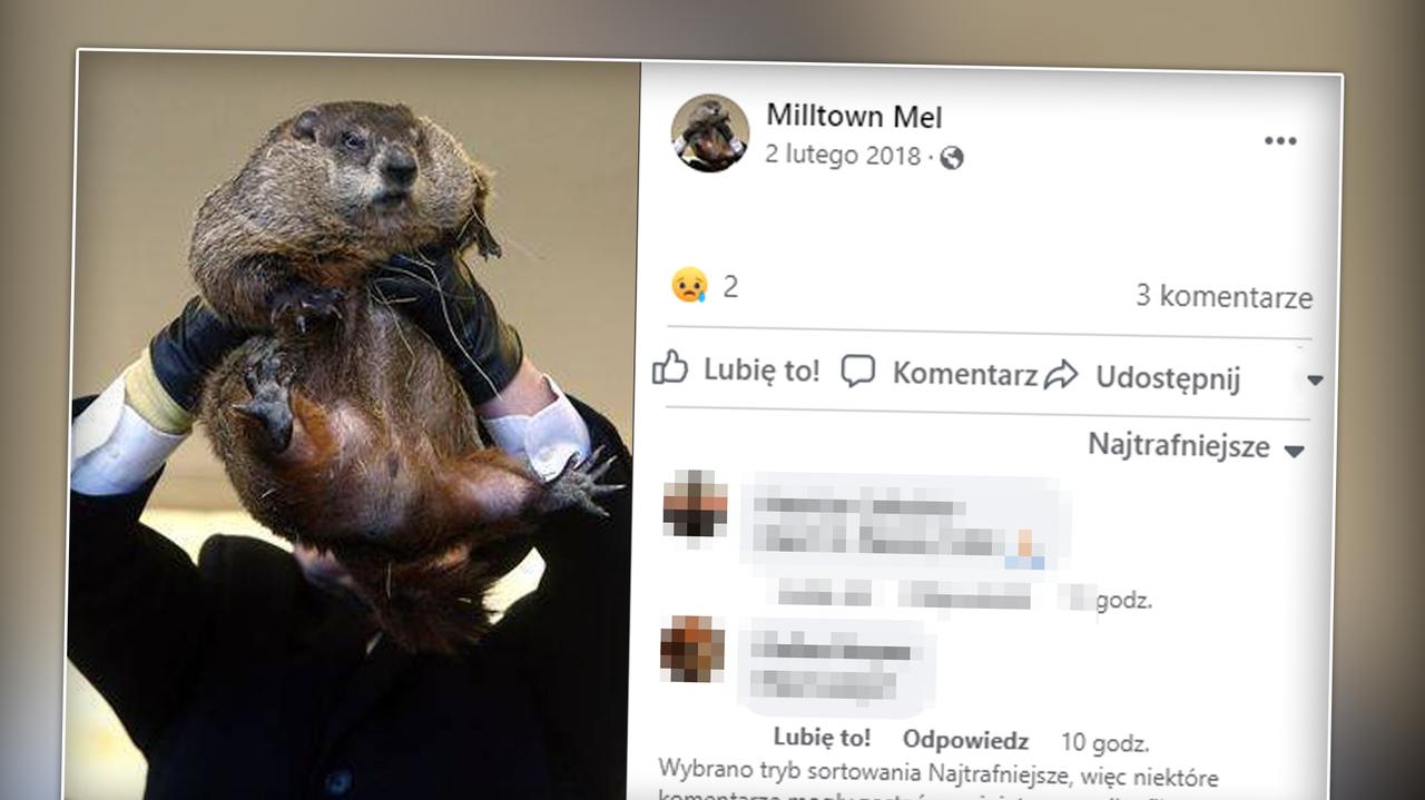 New Jersey. Dzień Świstaka 2022 odwołany. Świstak Milltown Mel, zmarł ...