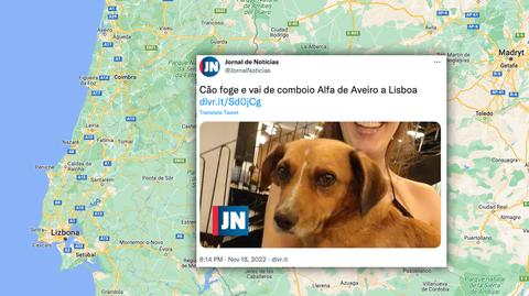 Droga z Aveiro do Lizbony, jaką przebył pies