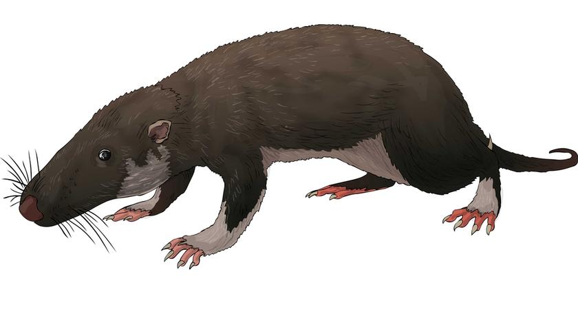 Szczury występują na każdym kontynencie z wyjątkiem Antarktydy