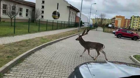 Daniel na ogrodzonym parkingu w Bydgoszczy