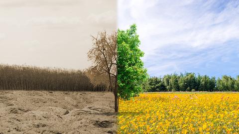 Strażacy interweniują w sprawie pożarów lasów