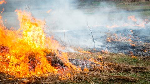 Ciepła i sucha pogoda sprzyja pożarom w lasach. Materiał "Faktów po południu" TVN24 z maja 2022 r.
