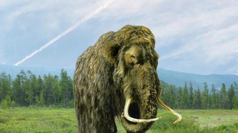 Naukowcy chcą przywrócić do życia mamuty