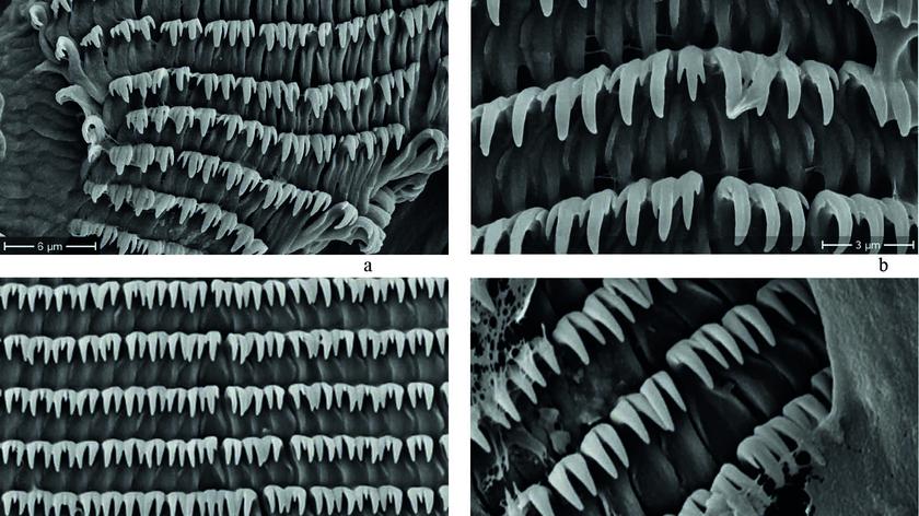 Zębate ślimaki odkryte w jaskiniach zbadane przez naukowców | wideo bez dźwięku