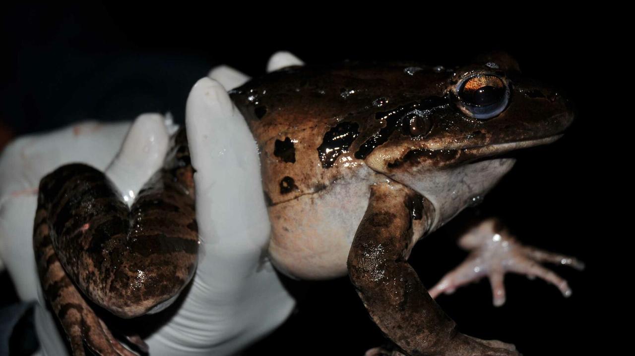 Leptodactylus fallax. Tempo, w jakim ten gatunek znika z powierzchni ...
