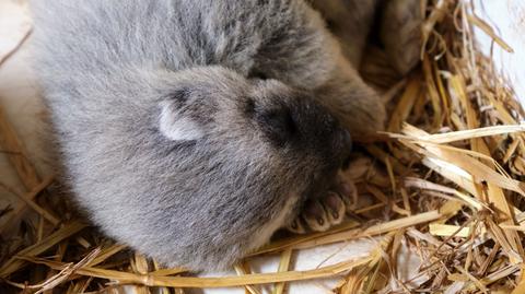 Pingwin Humboldta urodził się w śląskim zoo