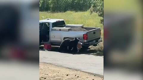 Niedźwiedź włamał się do ciężarówki w Kolorado