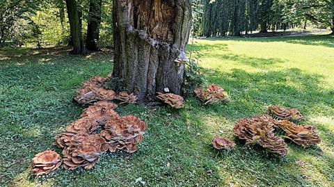 Flagowiec olbrzymi (Meripilus giganteus) z Wrocławia