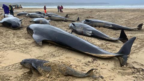 Walenie wyrzucone na brzeg na wyspie Chatham, 8 października