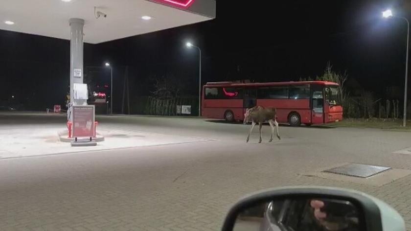 1584537_VID-20230331-WA0011.mp4