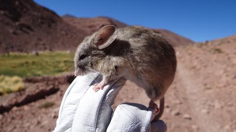 Zwierzęta zamieszkują płaskowyż Puna de Atacama