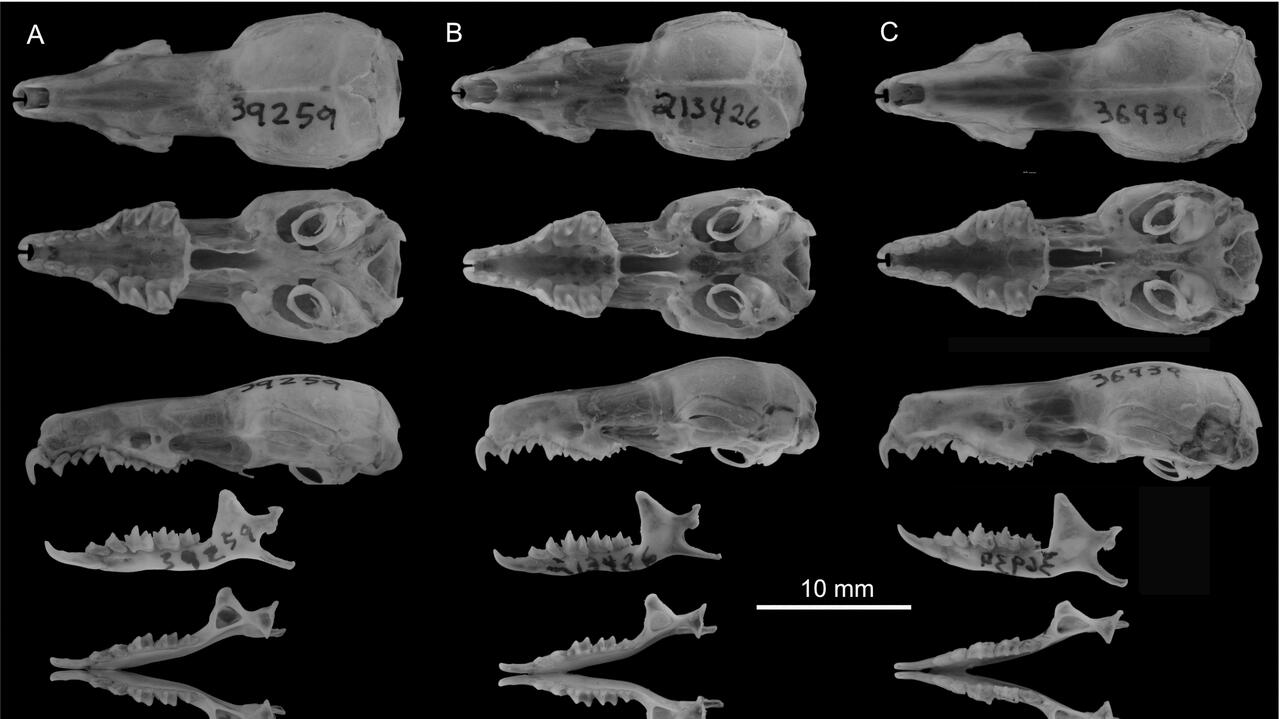 Musaraña, dientes.  Los científicos han identificado 14 nuevas especies de mamíferos.  Este es el mayor descubrimiento en 90 años.