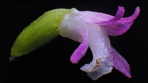 Spiranthes hachijoensis