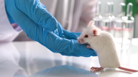 Naukowcy wydłużyli życie myszy o 30 procent (wideo bez dźwięku, fot. Shutterstock)