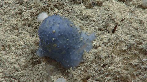 Tajemnicze galaretowate stworzenia znalezione w Morzu Karaibskim