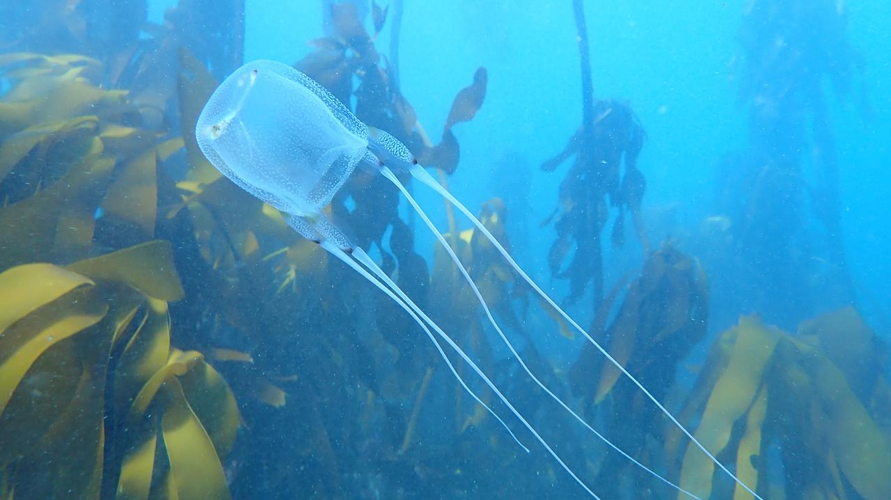 Las medusas no tienen cerebro, pero pueden aprender