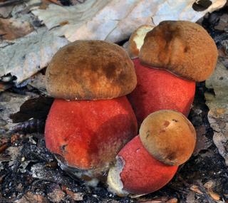 Borowik ceglastorpory Boletus erythropus