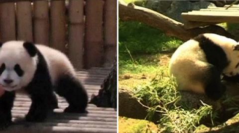PANDY