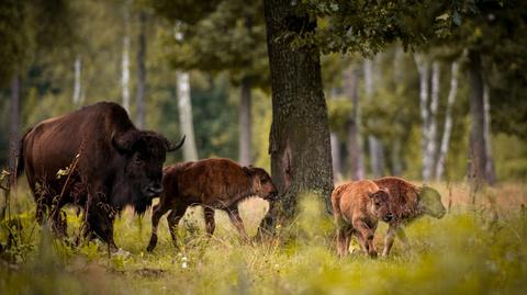 Prawie cała Puszcza Białowieska na liście UNESCO