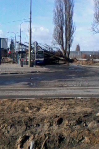 W Bydgoszczy na pętli autobusowej przy ulicy Wyścigowej na autobus przewróciło się drzewo. Na szczęście nikomu się nic nie stało. 