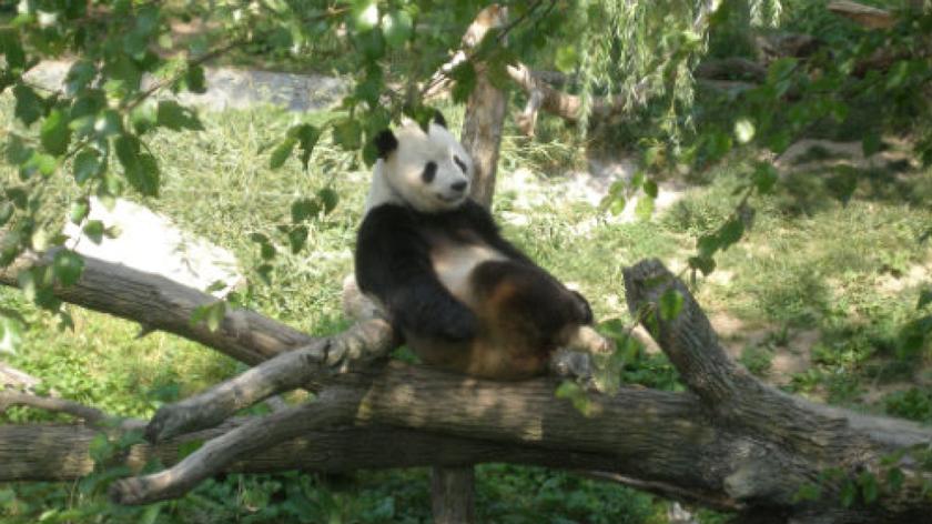 Panda QIAN QIAN została mamą bliźniaków, NEWSML